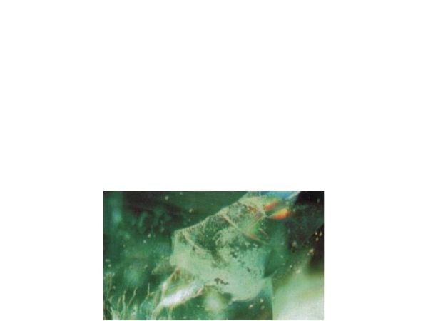 祖母綠 - 裂縫填充 / 寶石鑑定知識